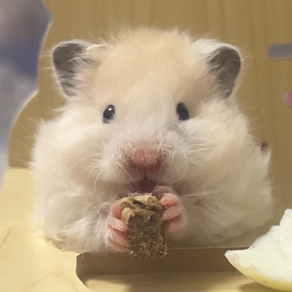 臭豆鼠和螺蛳鼠