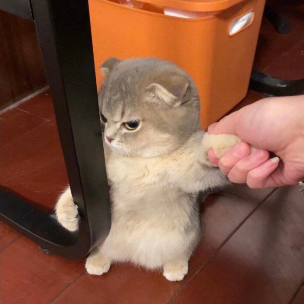 爱看剧的猫