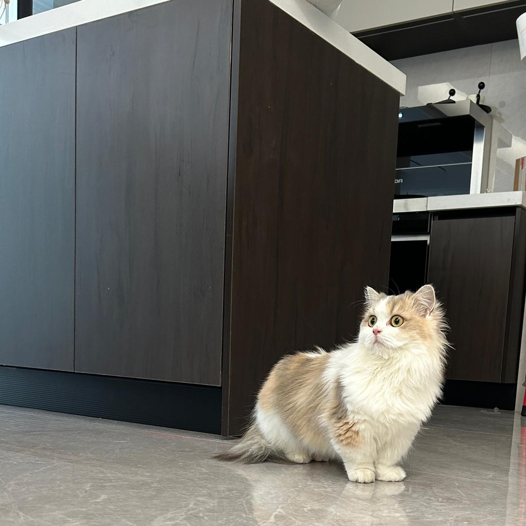 CIci
