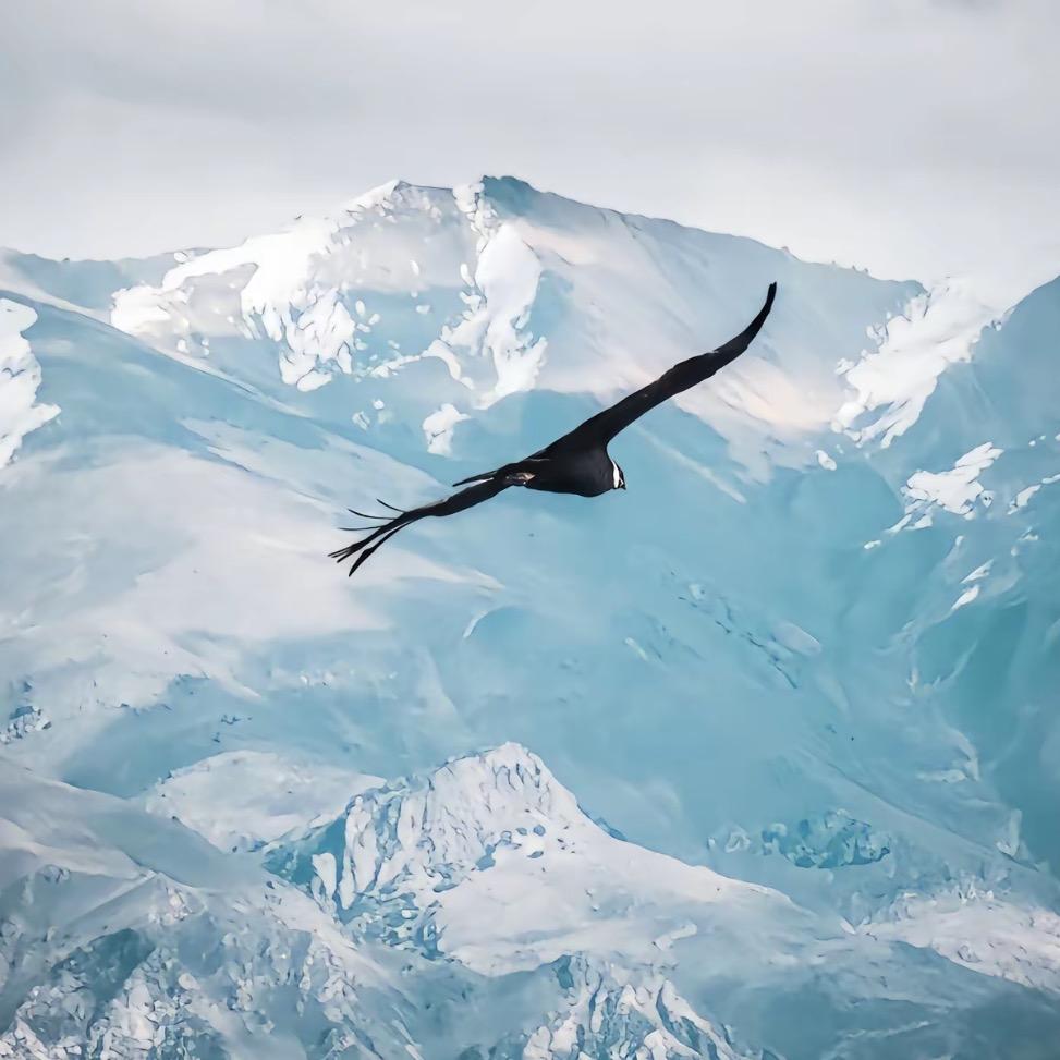 宁波炒家老鹰🦅