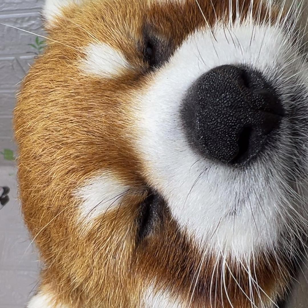 最难捏的软柿子