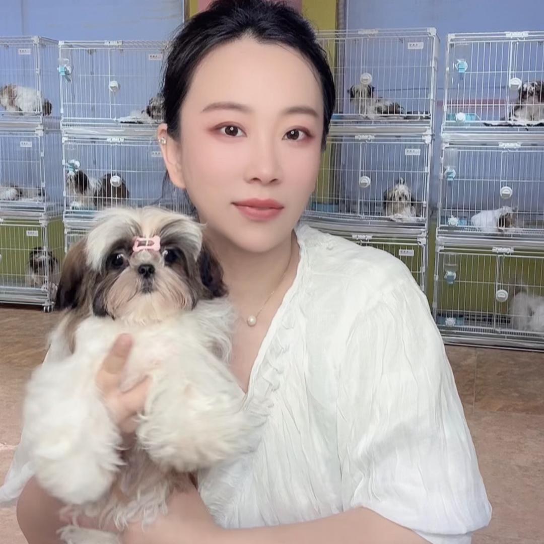 小溪家西施犬