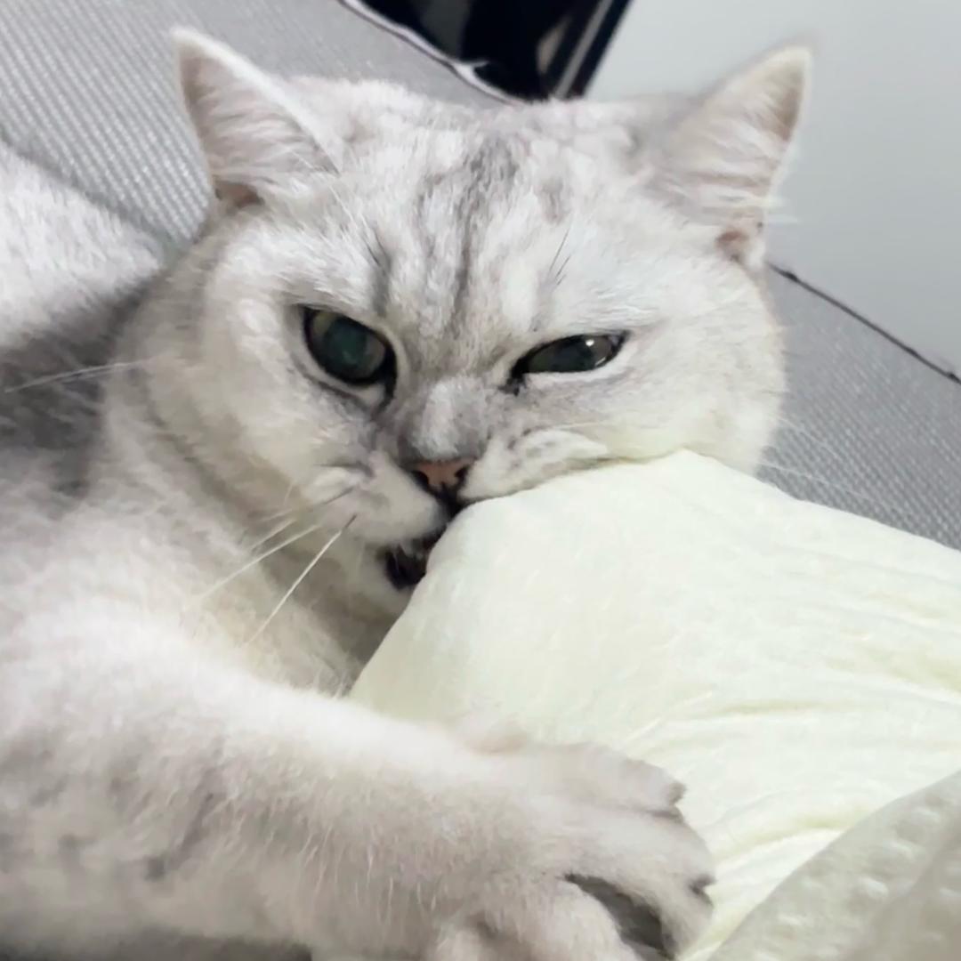 E猫