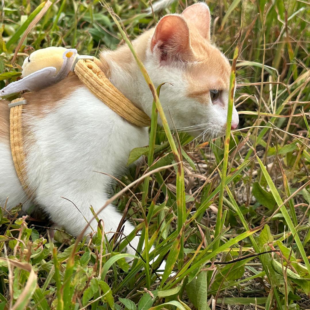 可乐是只🐈
