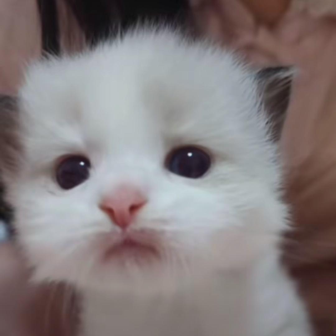 我爱冷脸萌