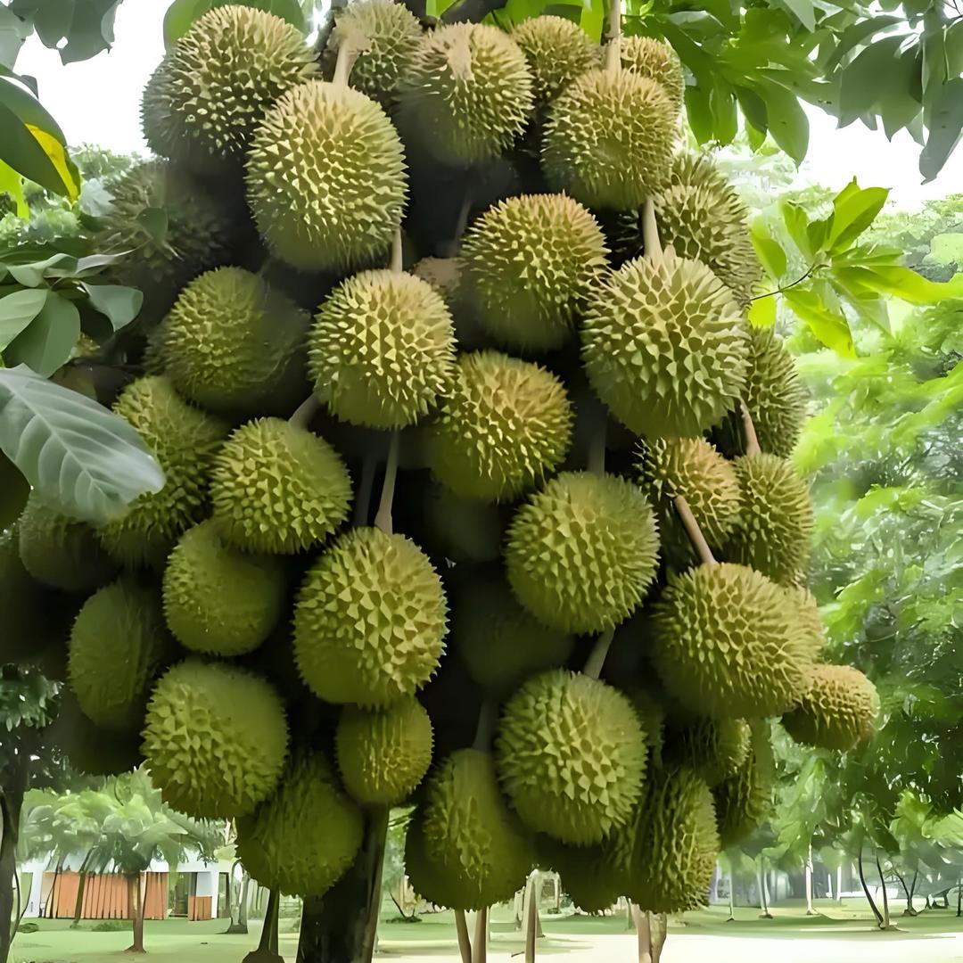 暴富金币雨