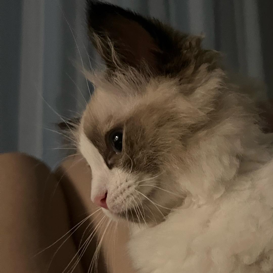 吃芋泥而不懒🍧