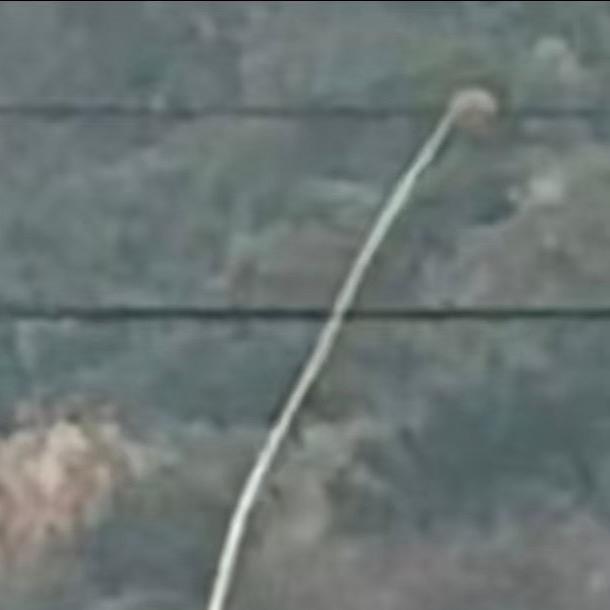 抵制香菜 从我做起