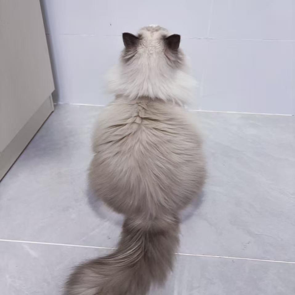 黑晚紫的都反噬她担身上