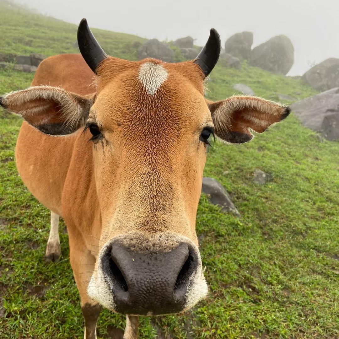 霞洞山黄牛🐂牛岗客山羊🐏