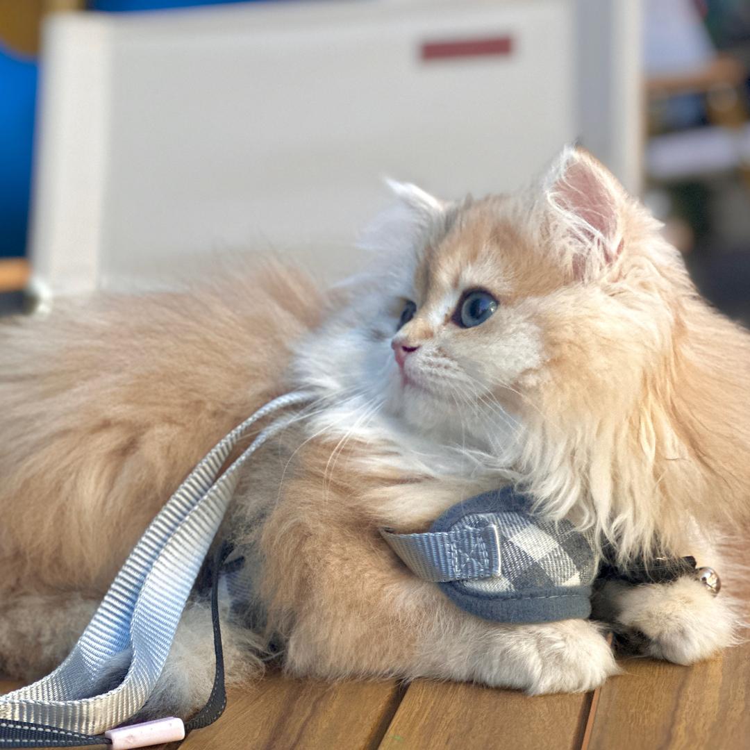 专做渐层系猫舍