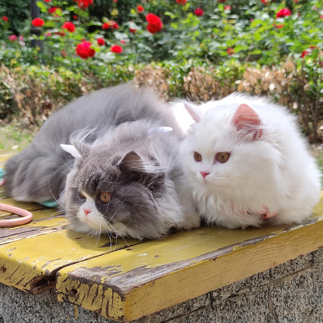 小猫爱小鱼