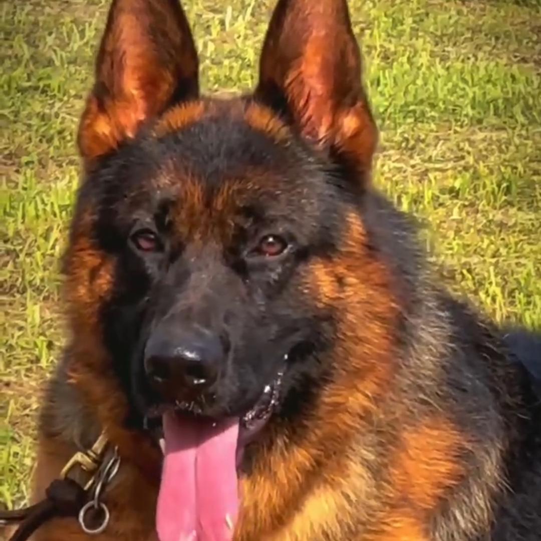 麦麦（冠军德牧）