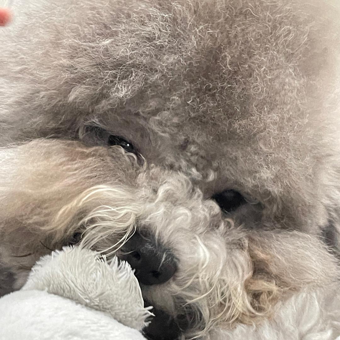 馋嘴灰比