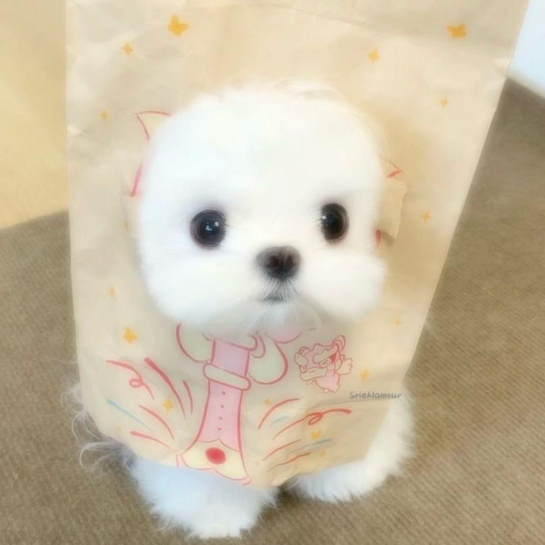 失眠牛角包