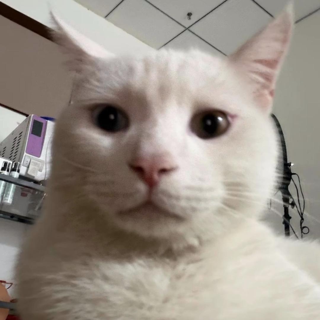 因为我他妈是小猫咪啊