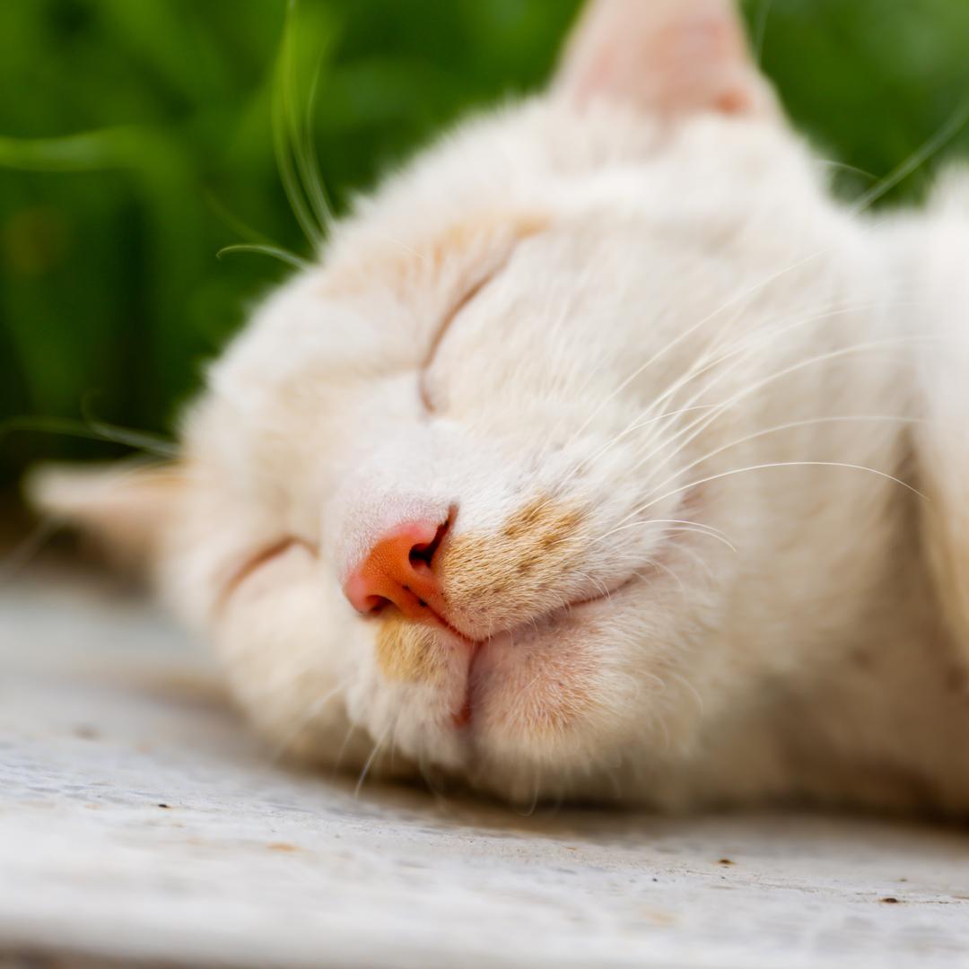 九月九日韭菜精二号机