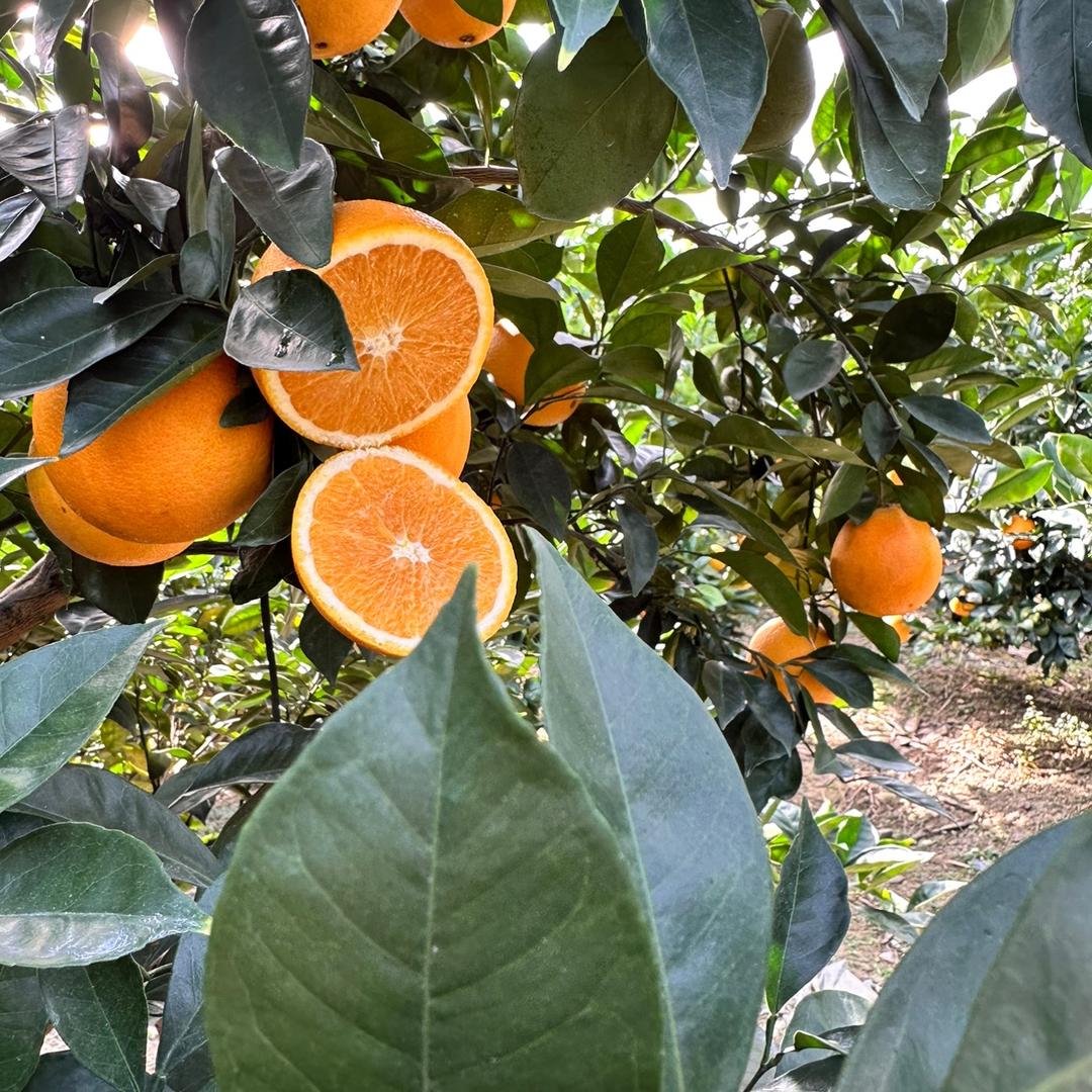 赣南脐橙🍊果园优选