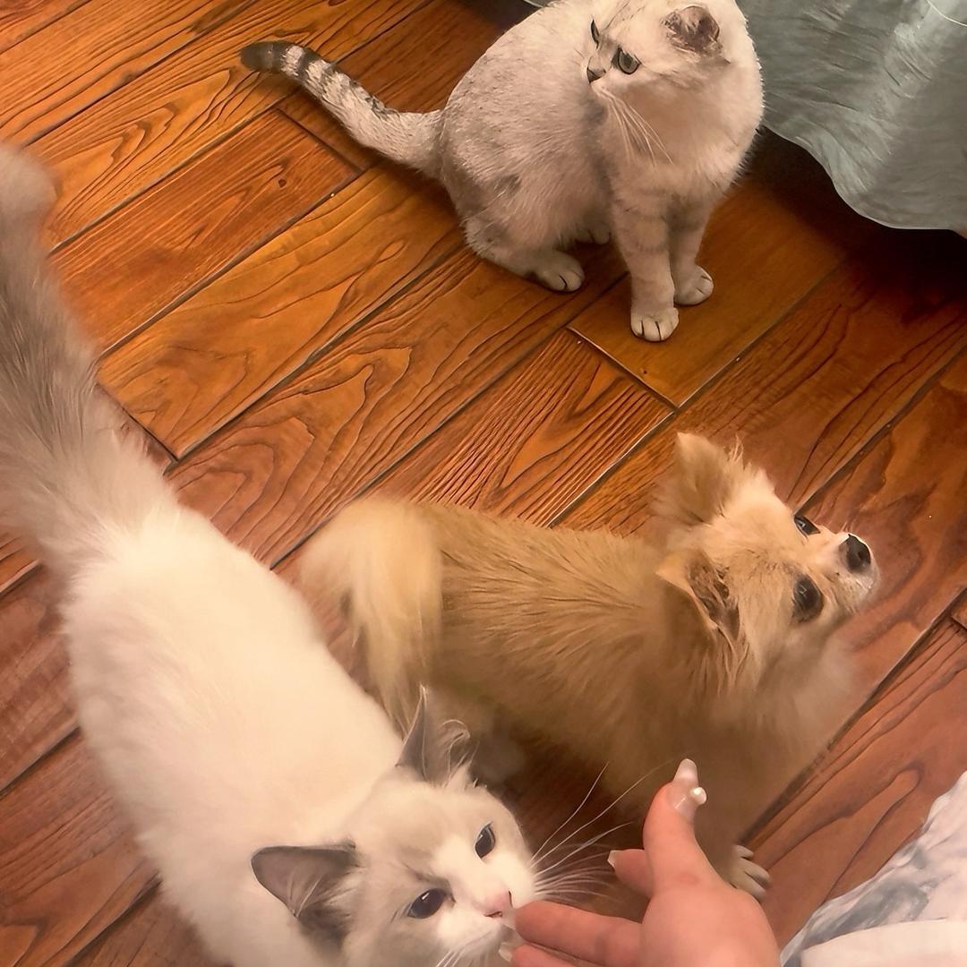 被迫当上铲屎官