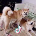 秋田犬（张大丑&张小丑）