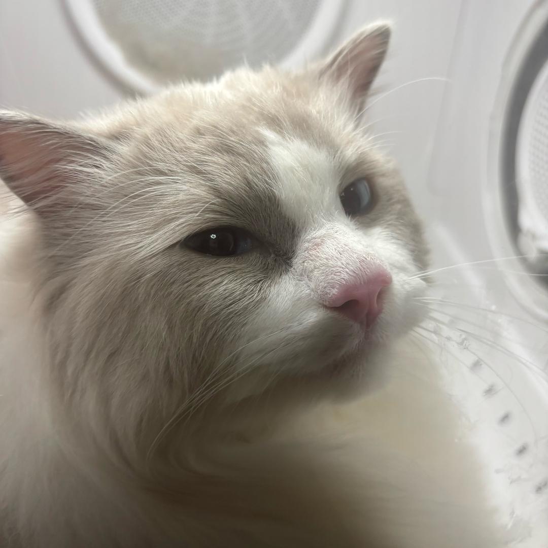 ૮ฅ'ᴥ'ฅა🐾，