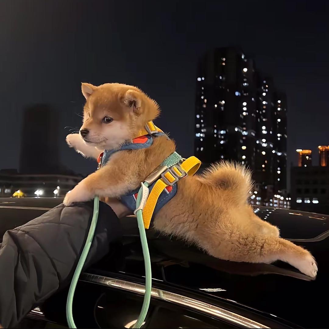 比奇堡大王