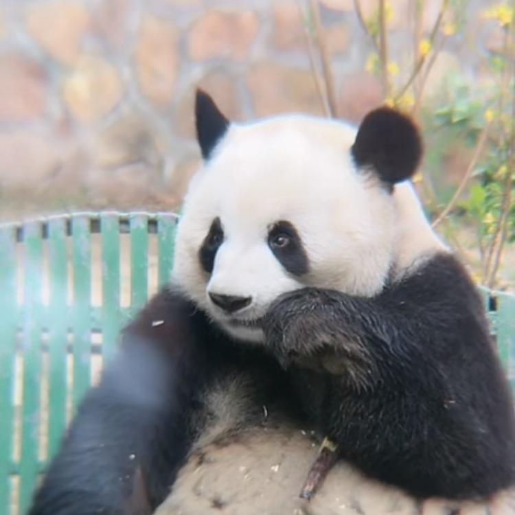 ********百荟咪