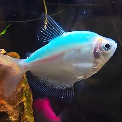 小李飞刀
