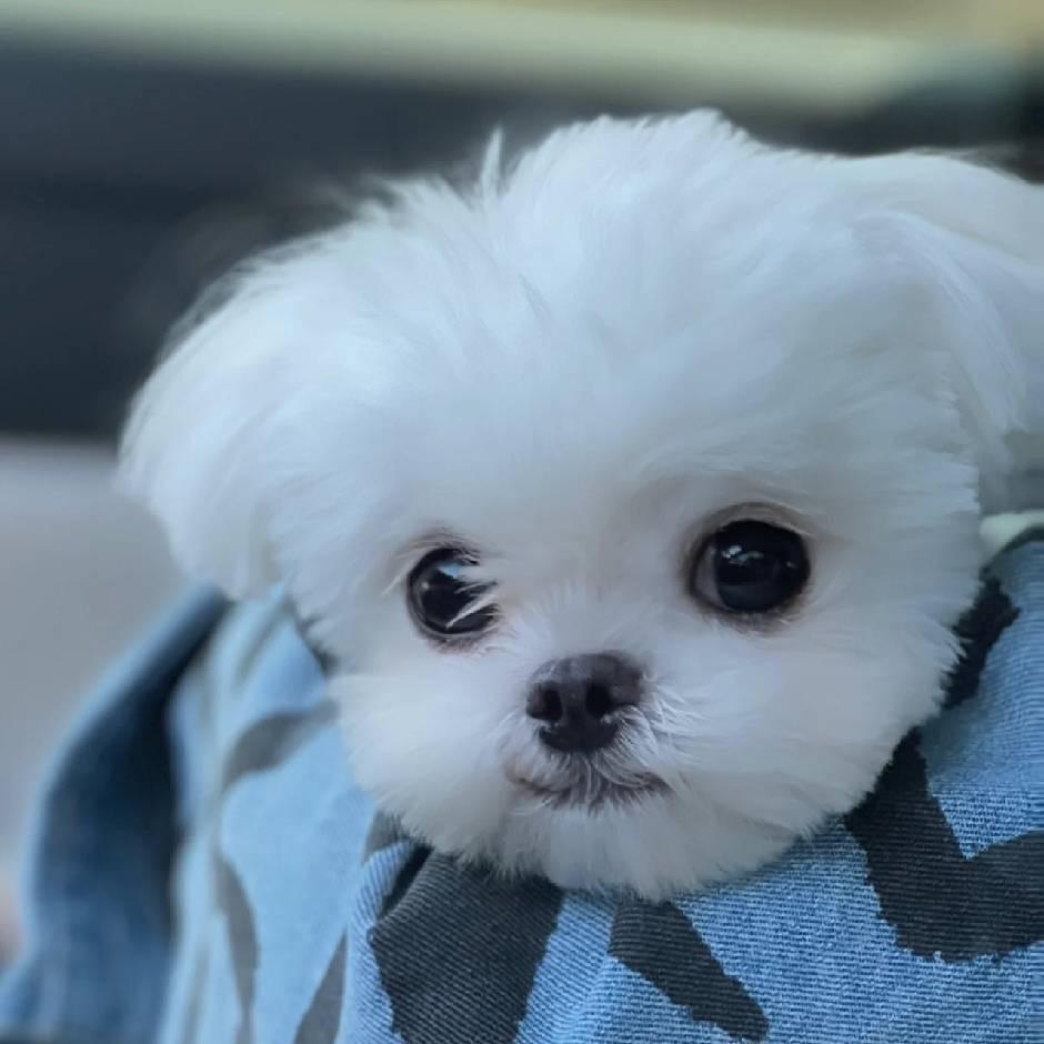 Max＂