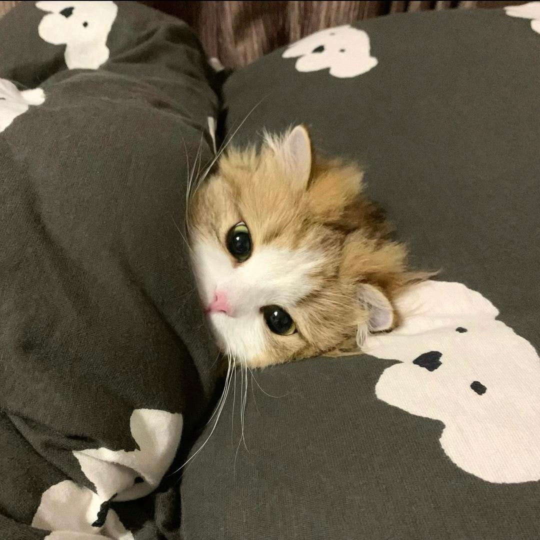 11y