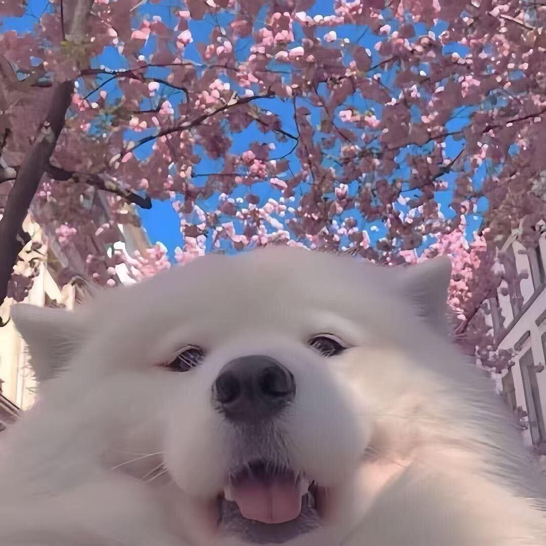 章鱼哥