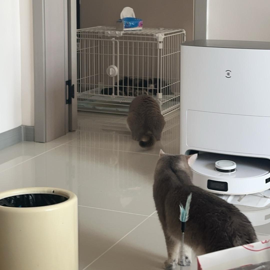 妹妹、麻将和大福