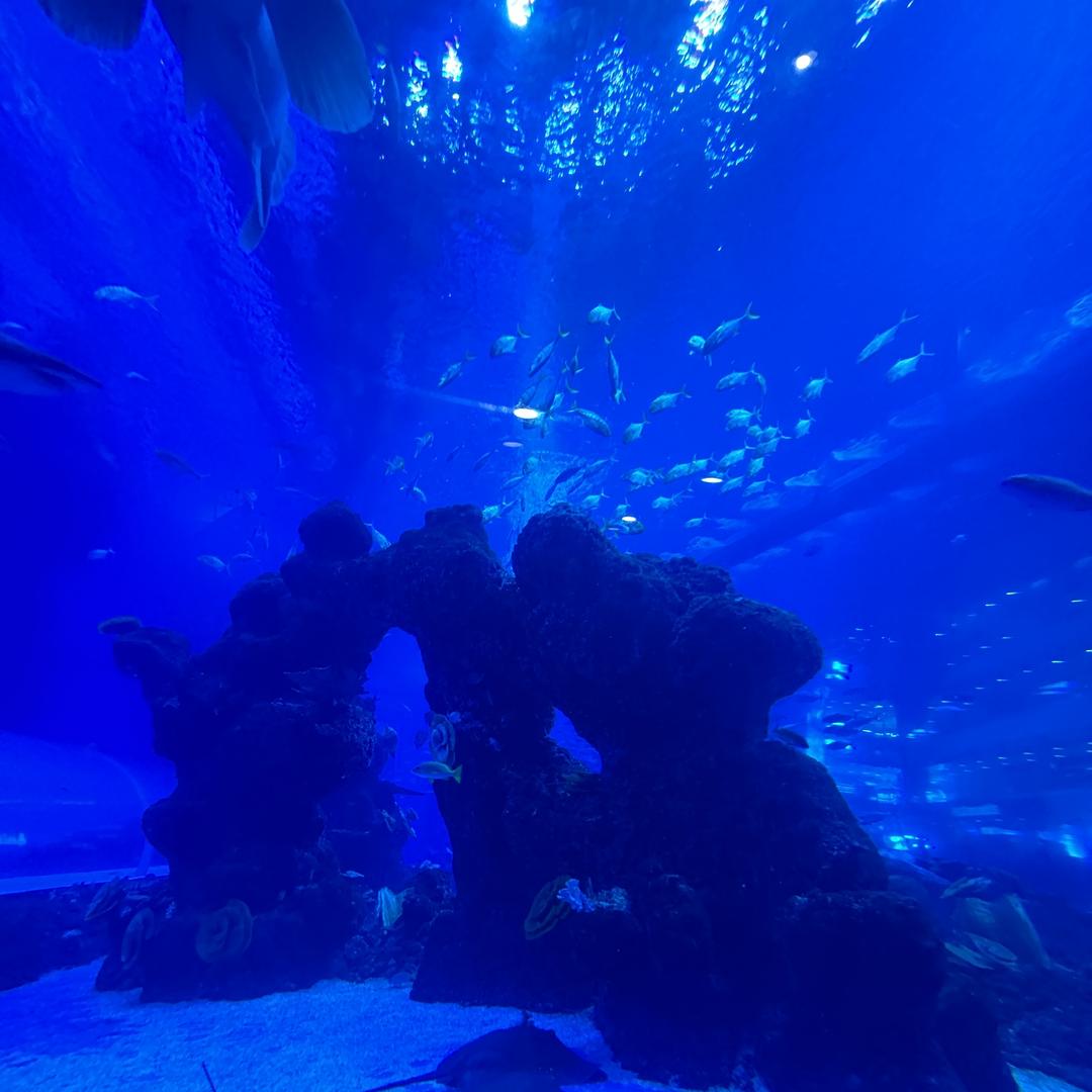 领泰名车（张大帅）