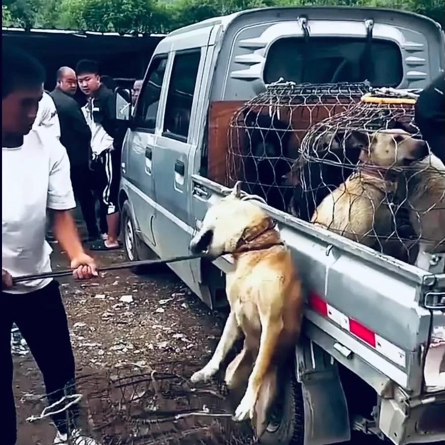 AAA吕师傅专业套狗（全国可套）