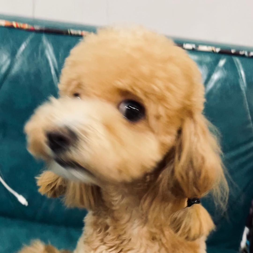 肉段儿不是菜