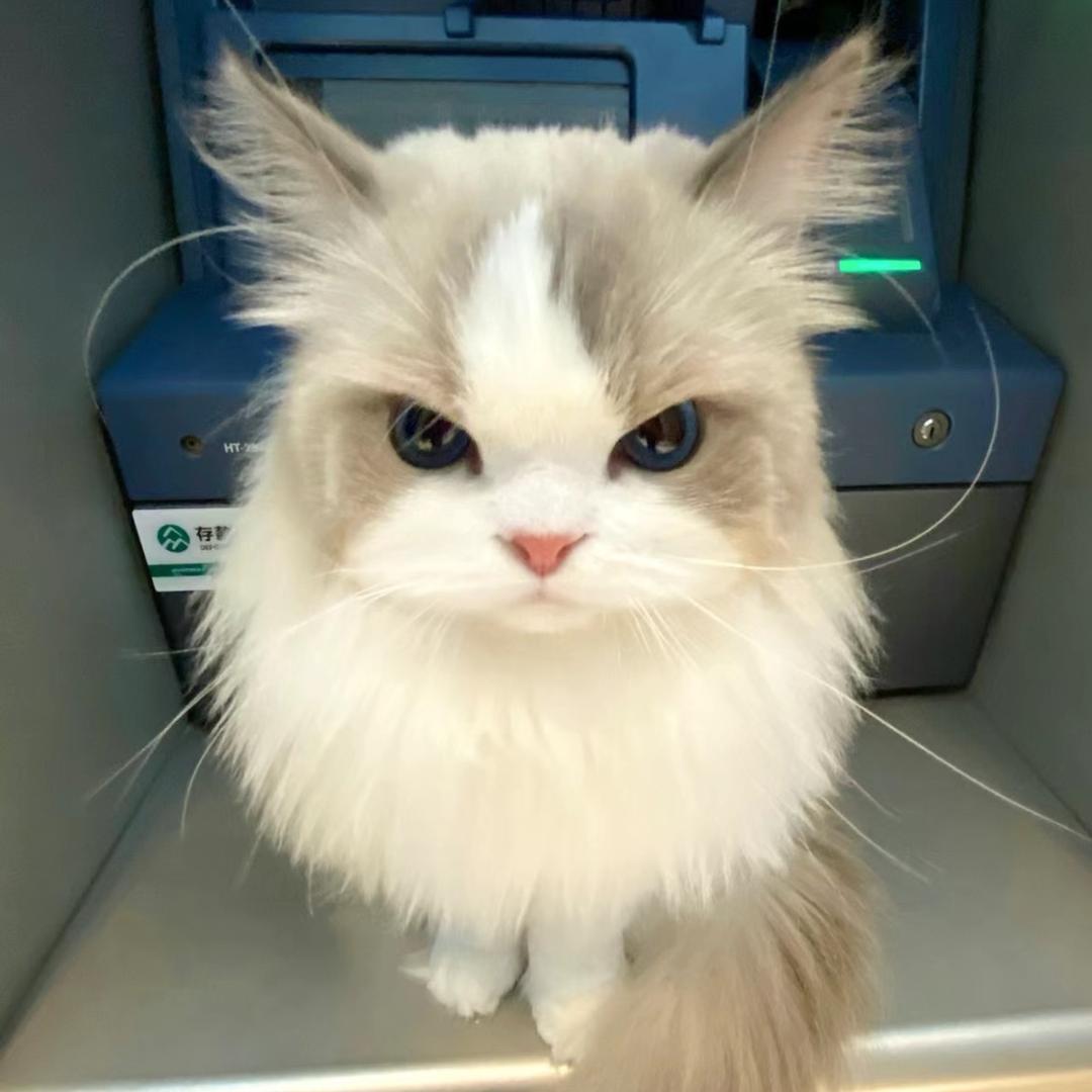 掠影