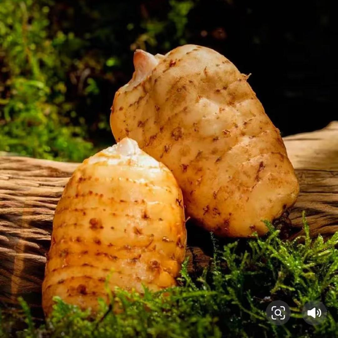 天麻种植小王老师