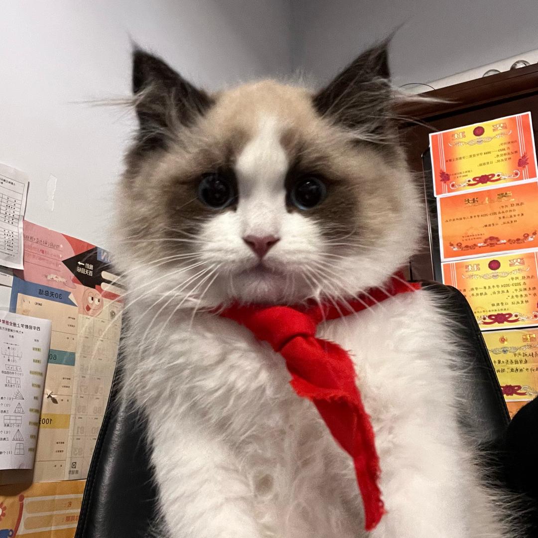 治愈我的喵🐱