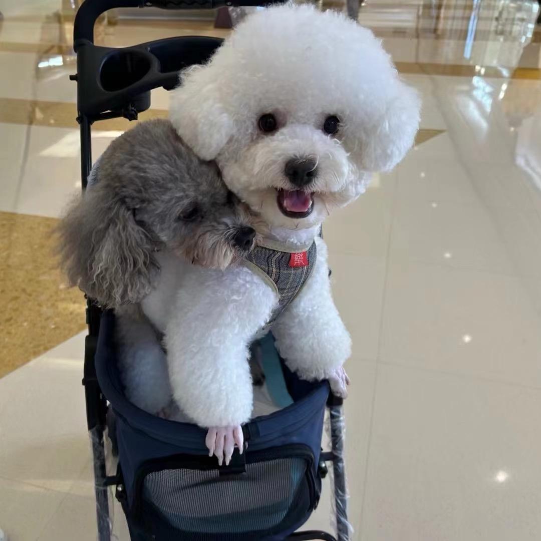 我叫法拉利（涛家村）