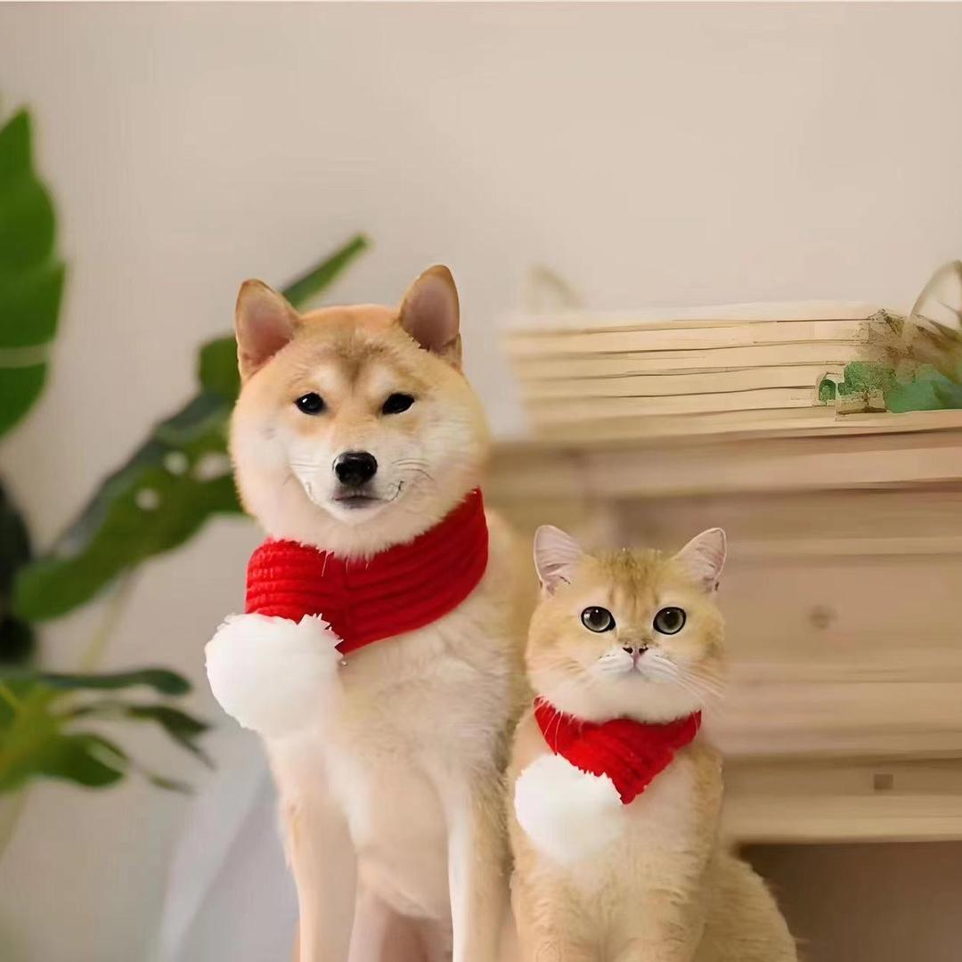 萌宠生活集锦vs萌宠好物