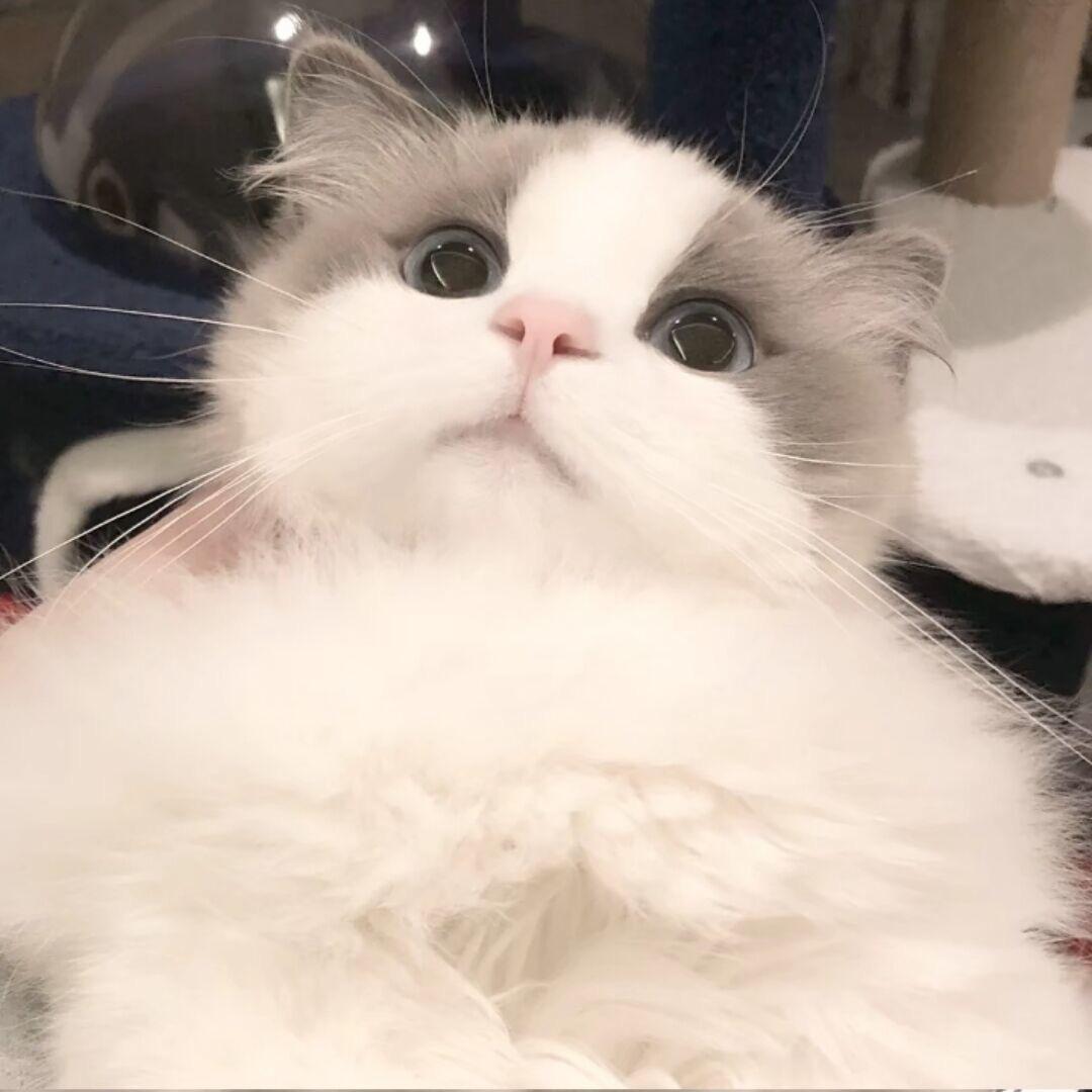 ^脏脏包^
