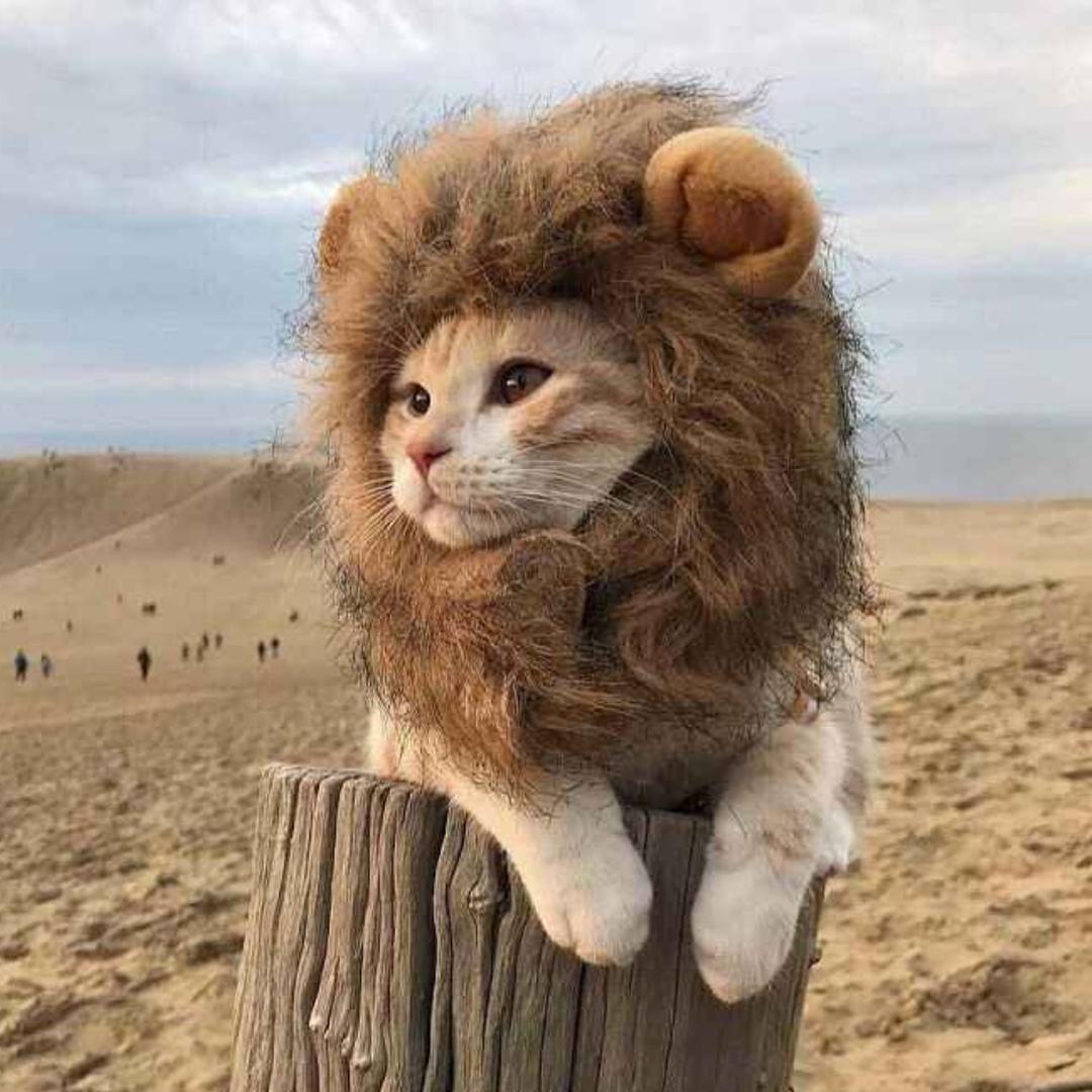哈灯灯