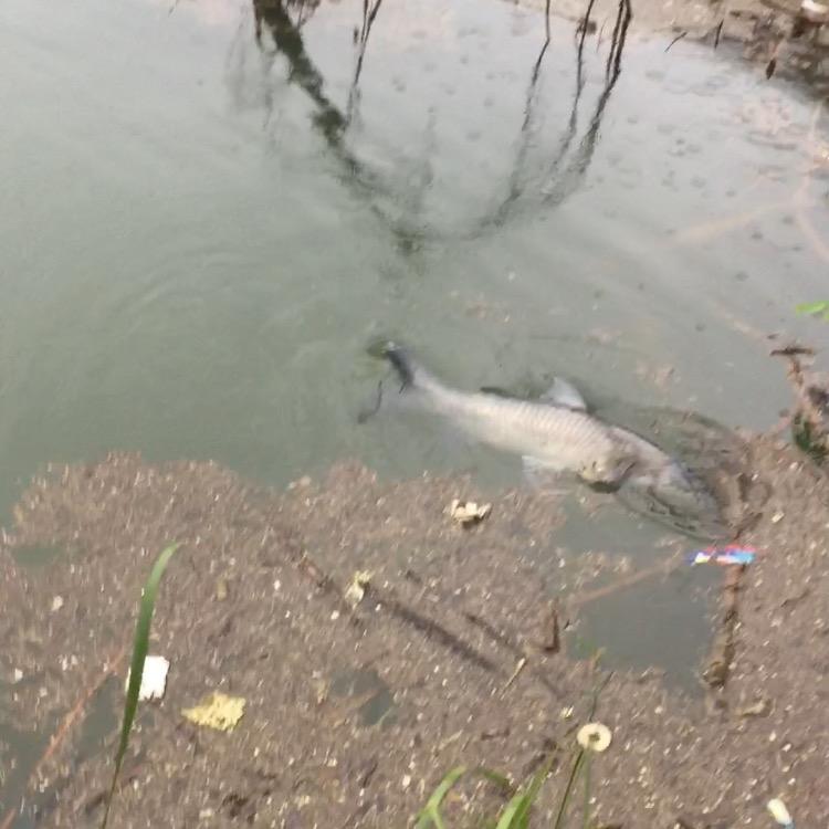 刚好爱钓鱼
