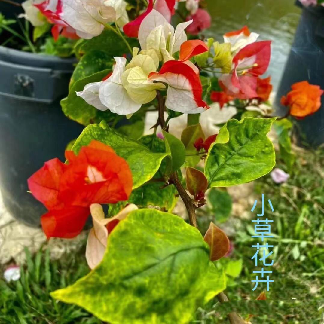 小草百花