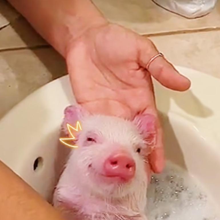 偏爱🐾