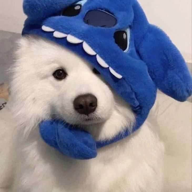 是土狗不是舔狗