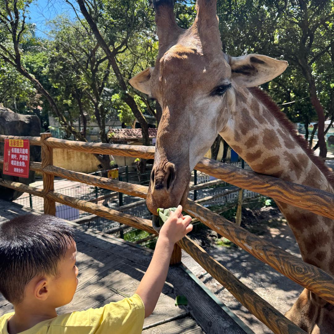 会飞的猫咪~🐱