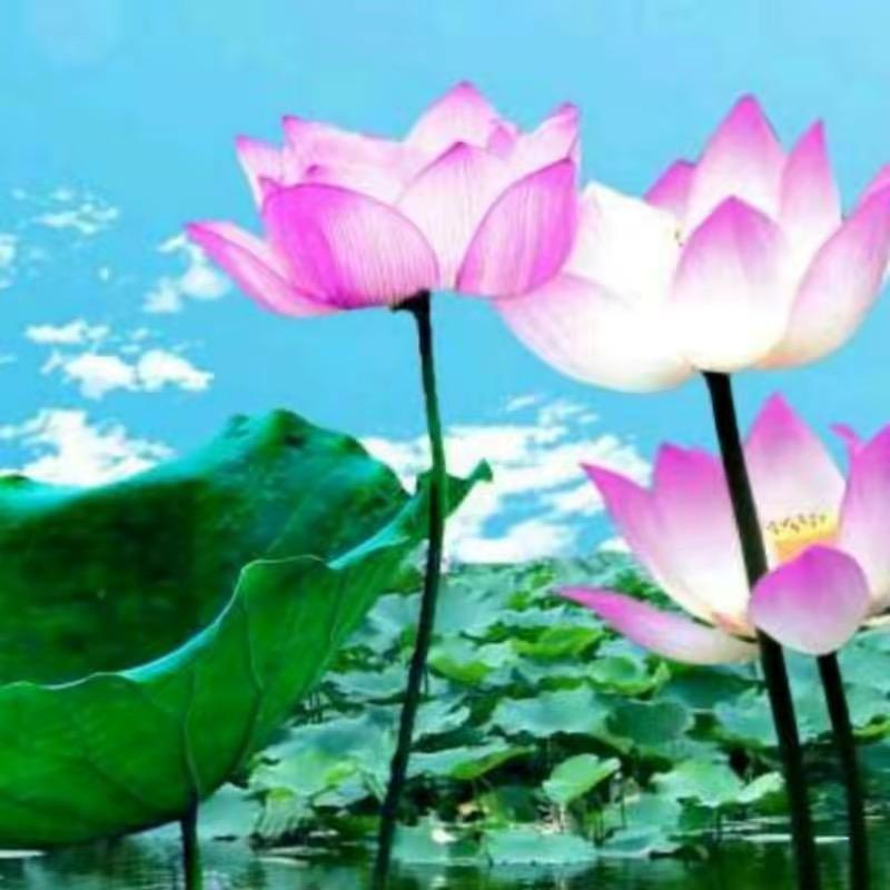 花开富贵 .