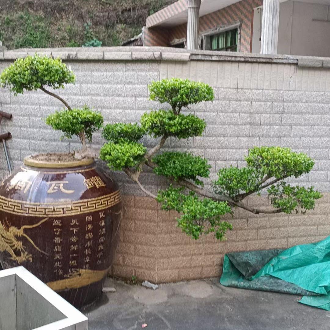 益阳司季园花艺、花礼、精品绿植租售、布置