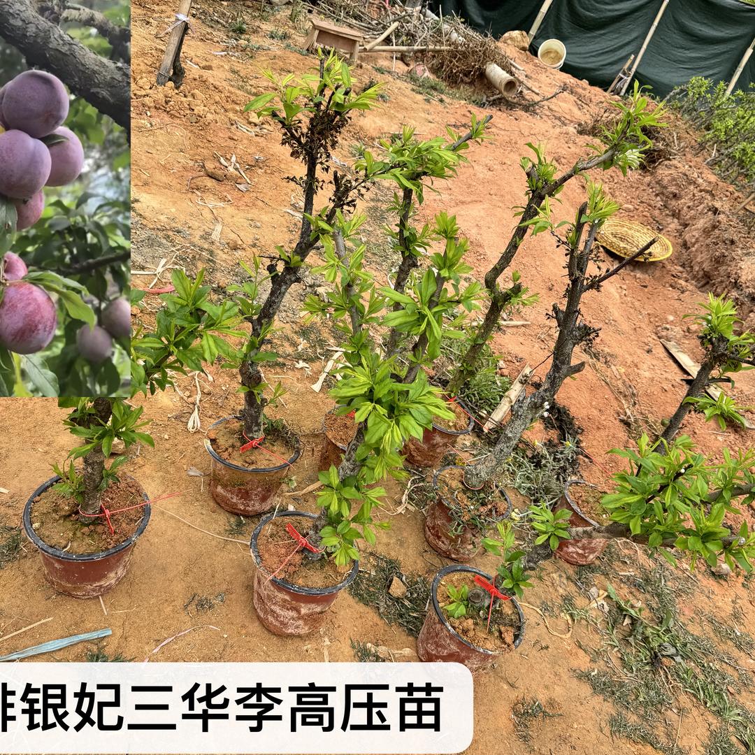 椰箩良朗森果树苗木专卖店